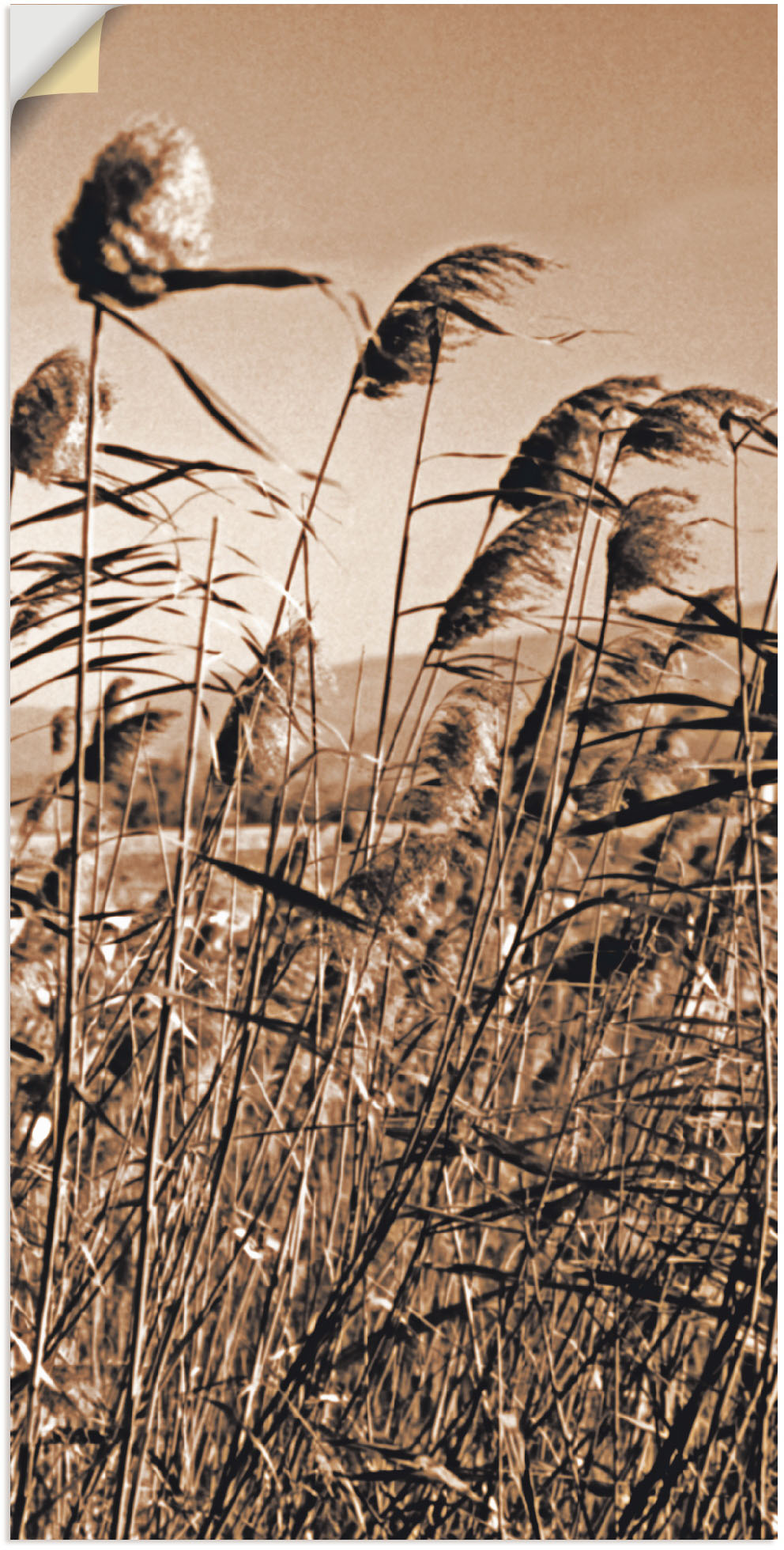 Artland Wandbild »Sepia Gräser II«, Gräser, (1 St.), als Leinwandbild in verschied. Grössen von Artland