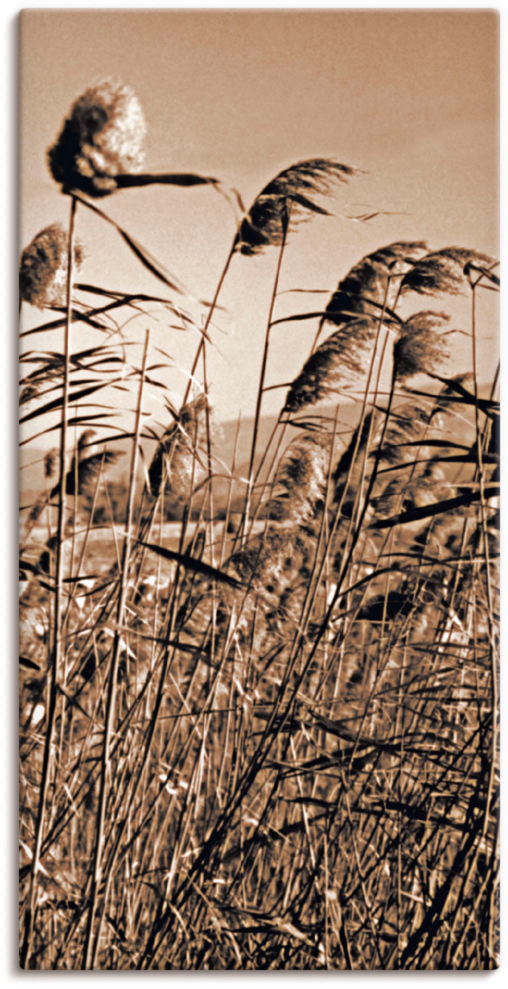 Artland Wandbild »Sepia Gräser II«, Gräser, (1 St.), als Leinwandbild in verschied. Grössen von Artland