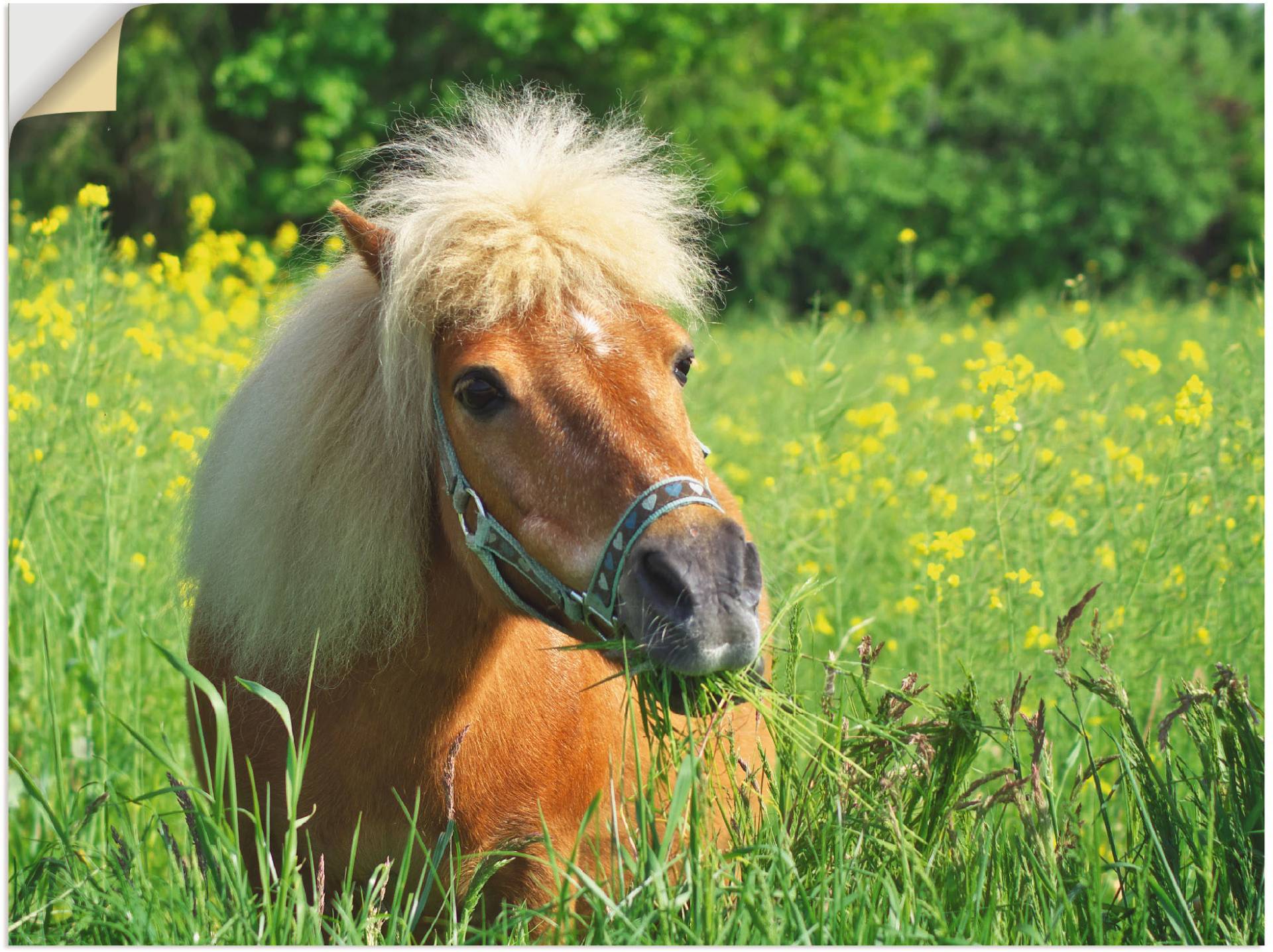 Artland Wandbild »Shetland Pony«, Haustiere, (1 St.), als Leinwandbild, Wandaufkleber in verschied. Grössen von Artland