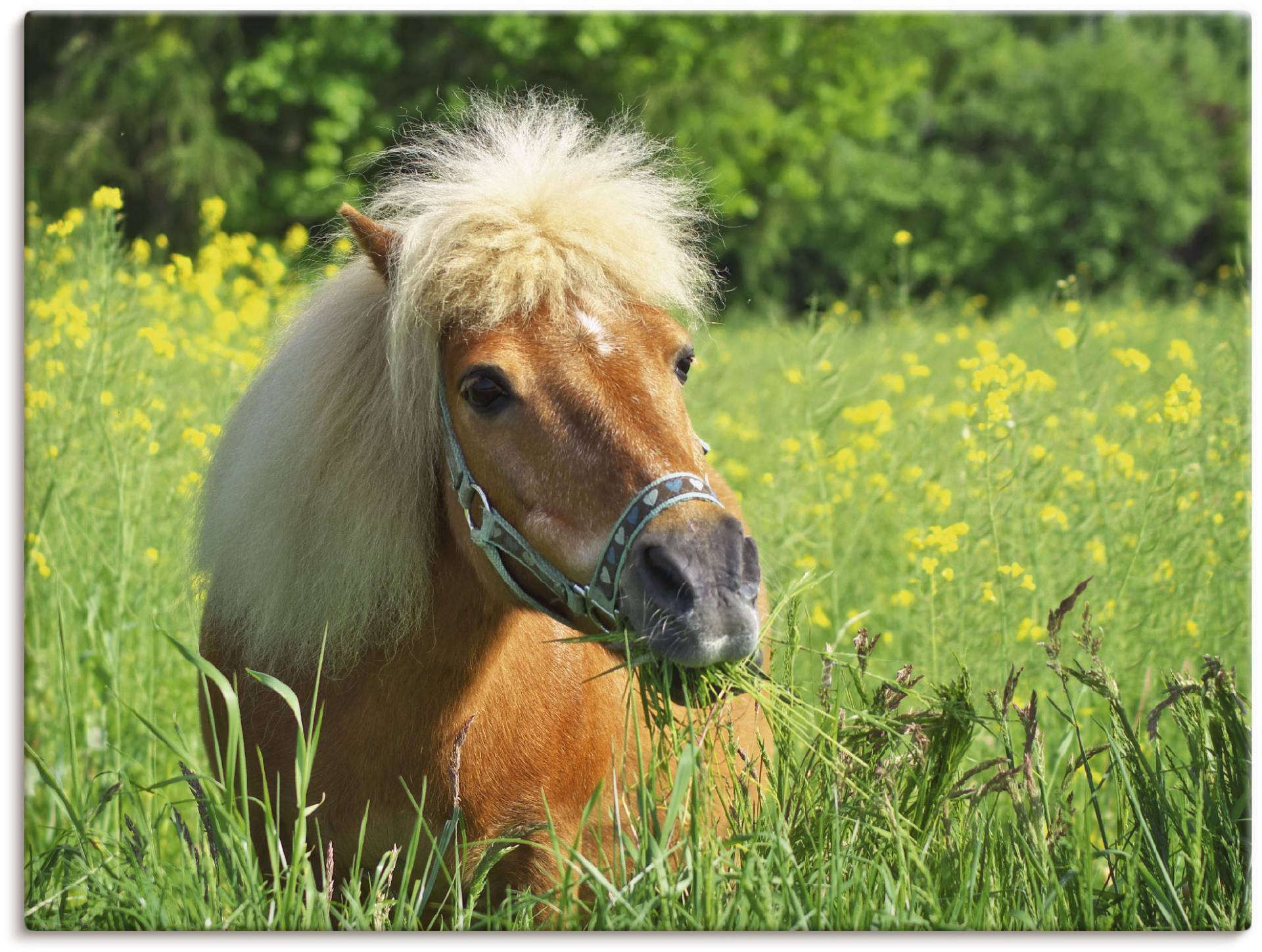 Artland Wandbild »Shetland Pony«, Haustiere, (1 St.), als Leinwandbild, Wandaufkleber in verschied. Grössen von Artland