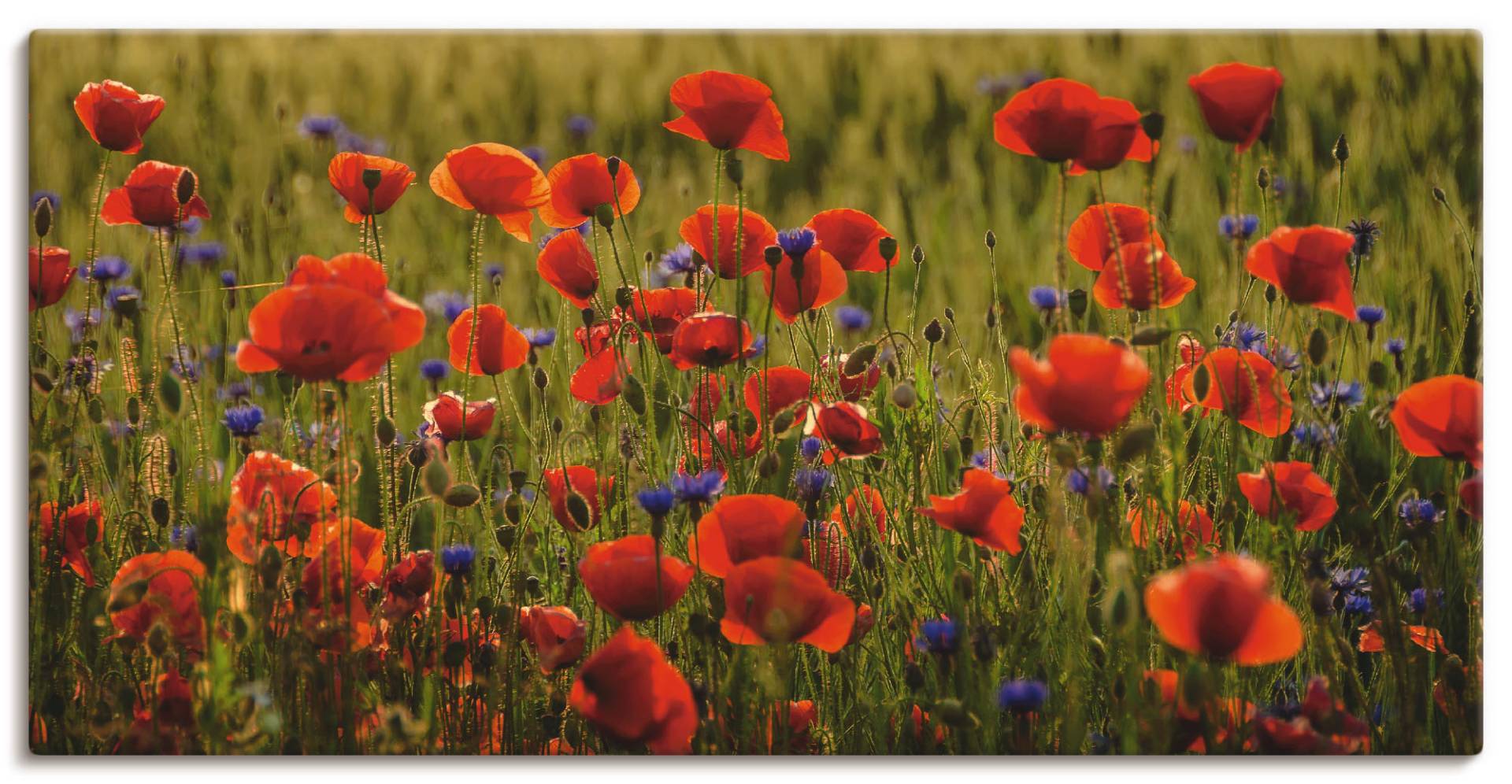 Artland Wandbild »Sommermohn«, Blumen, (1 St.), als Alubild, Leinwandbild, Wandaufkleber oder Poster in versch. Grössen von Artland