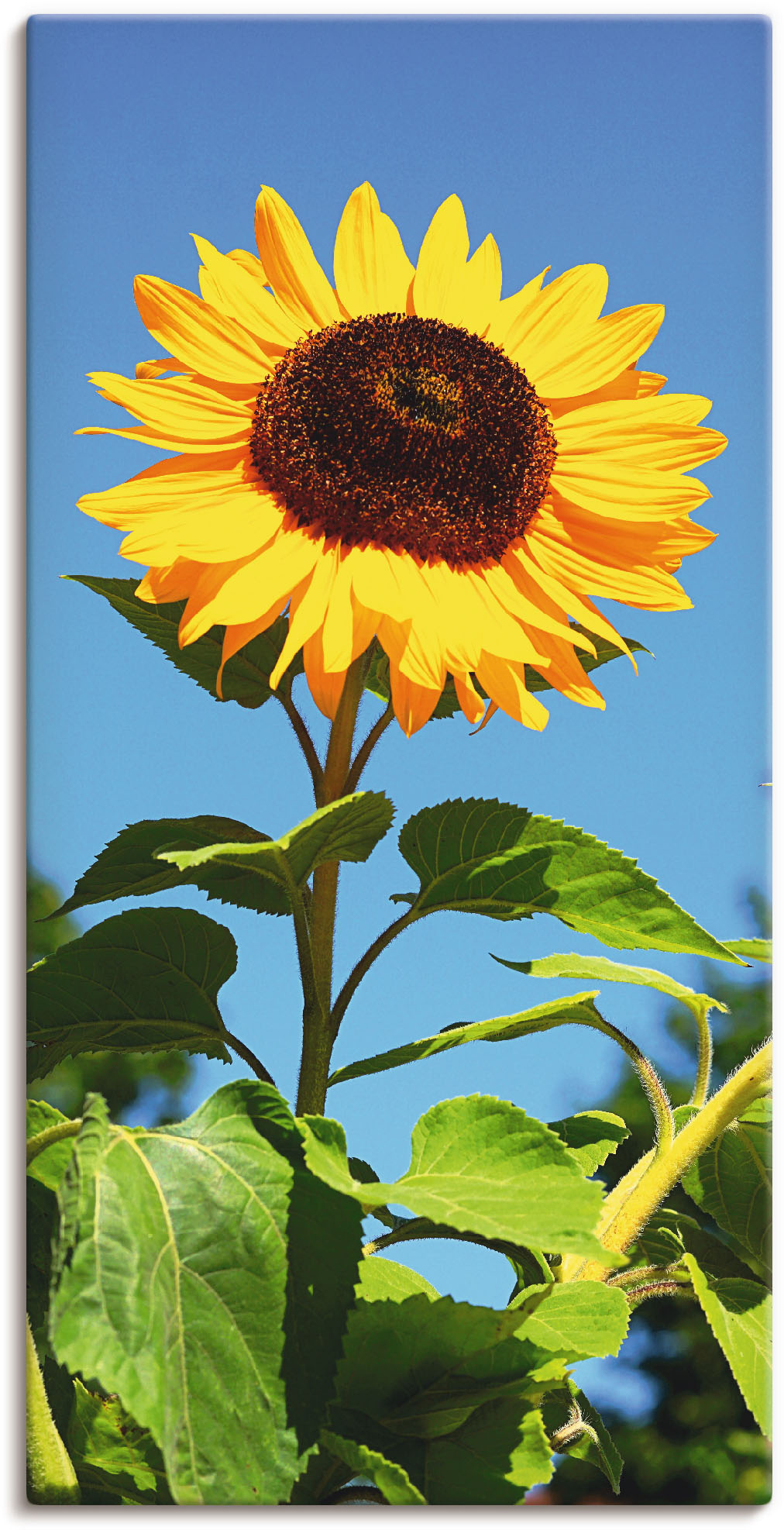 Artland Wandbild »Sonnenblume«, Blumen, (1 St.), als Alubild, Outdoorbild, Leinwandbild, Poster in verschied. Grössen von Artland