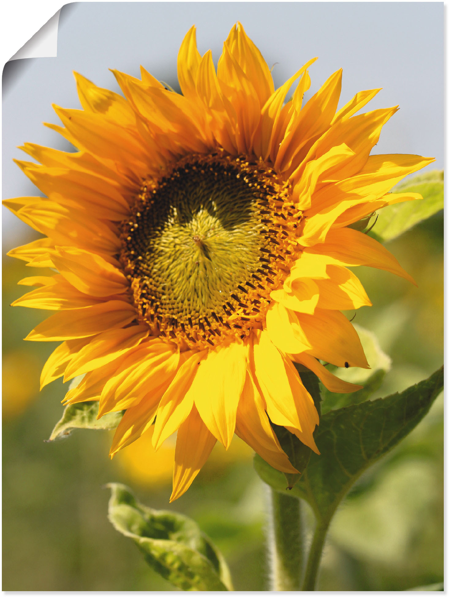 Artland Wandbild »Sonnenblume«, Blumen, (1 St.), als Leinwandbild, Poster, Wandaufkleber in verschied. Grössen von Artland