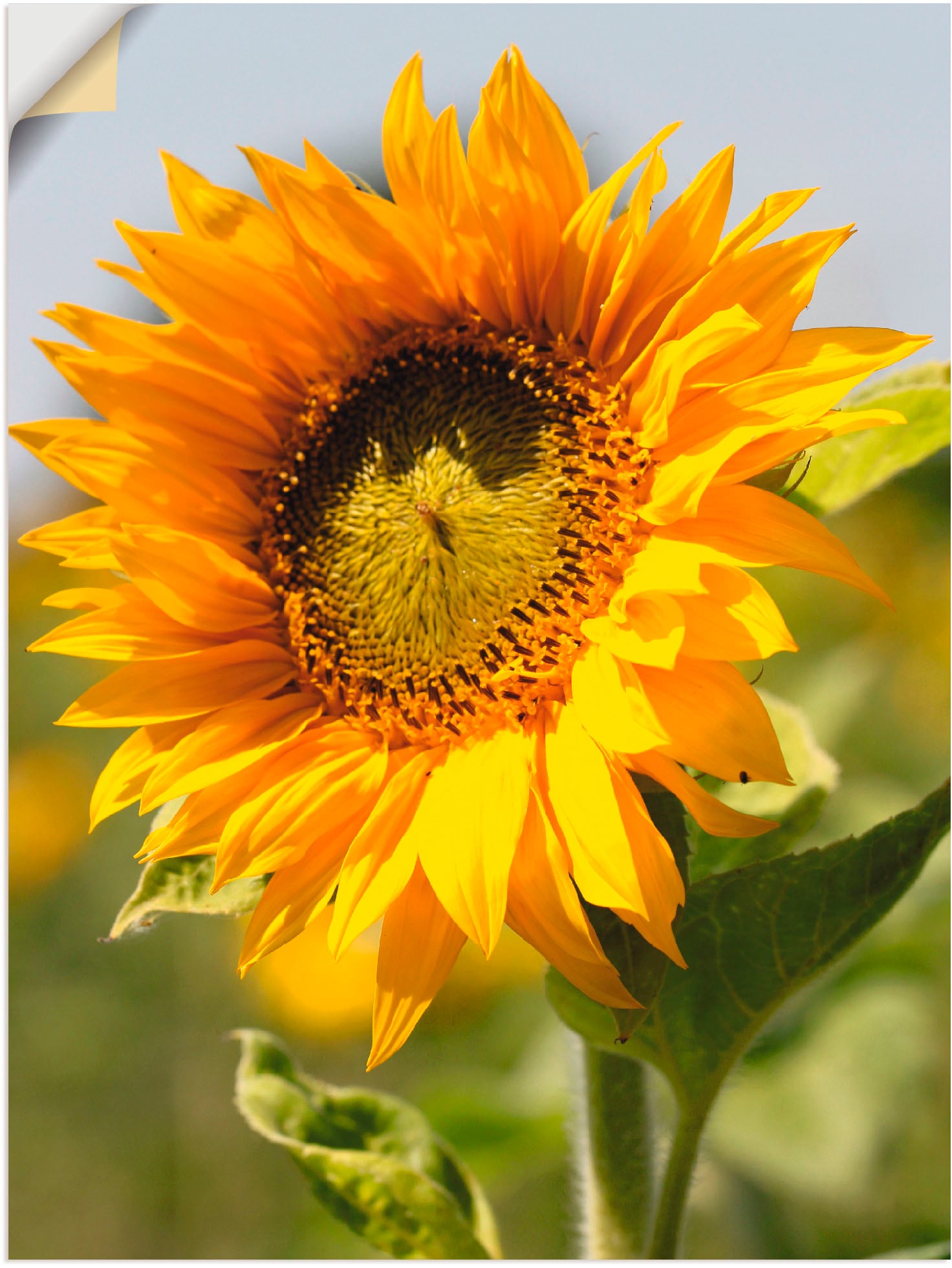 Artland Wandbild »Sonnenblume«, Blumen, (1 St.), als Leinwandbild, Poster, Wandaufkleber in verschied. Grössen von Artland