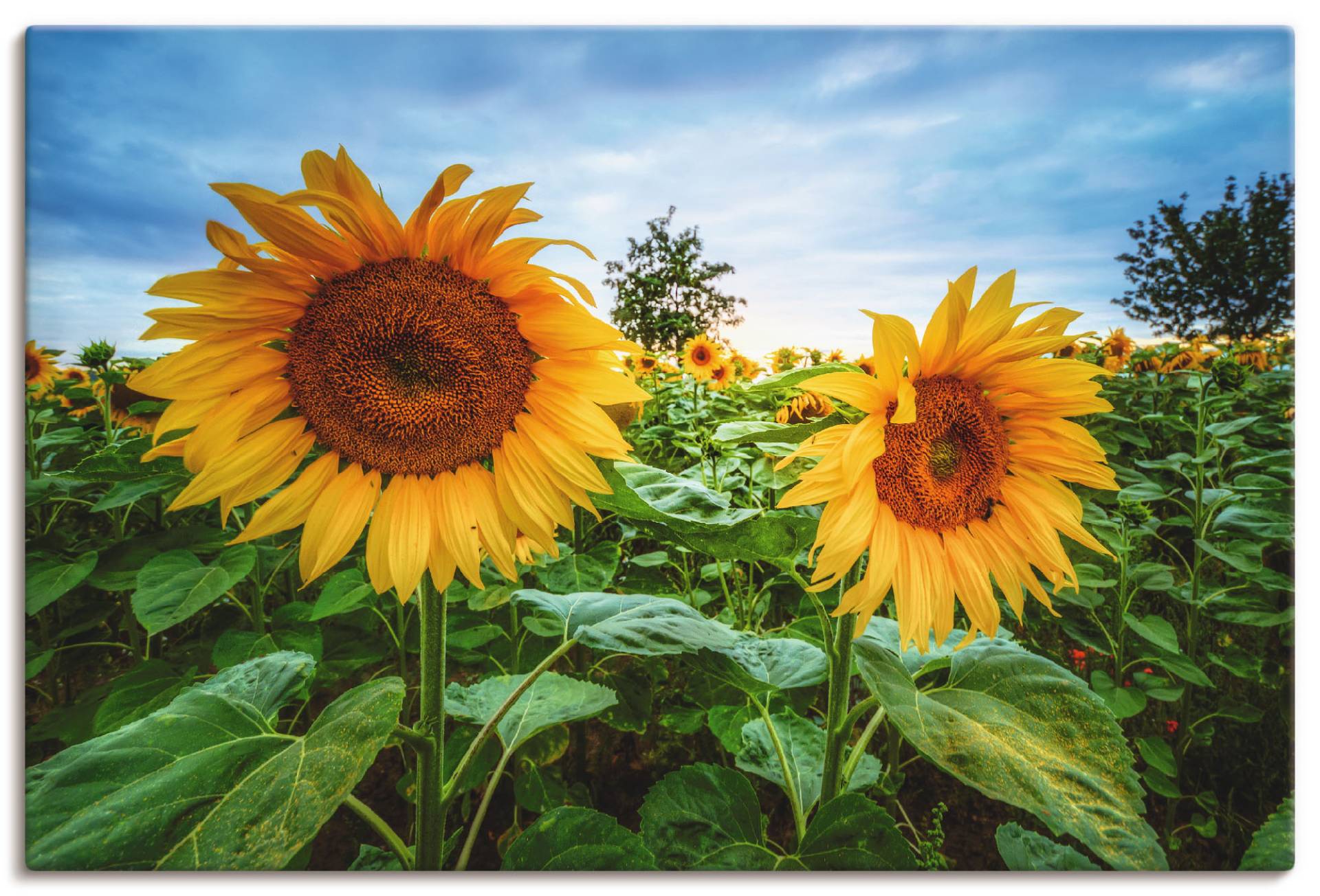 Artland Wandbild »Sonnenblumen I«, Blumen, (1 St.), als Alubild, Leinwandbild, Wandaufkleber oder Poster in versch. Grössen von Artland