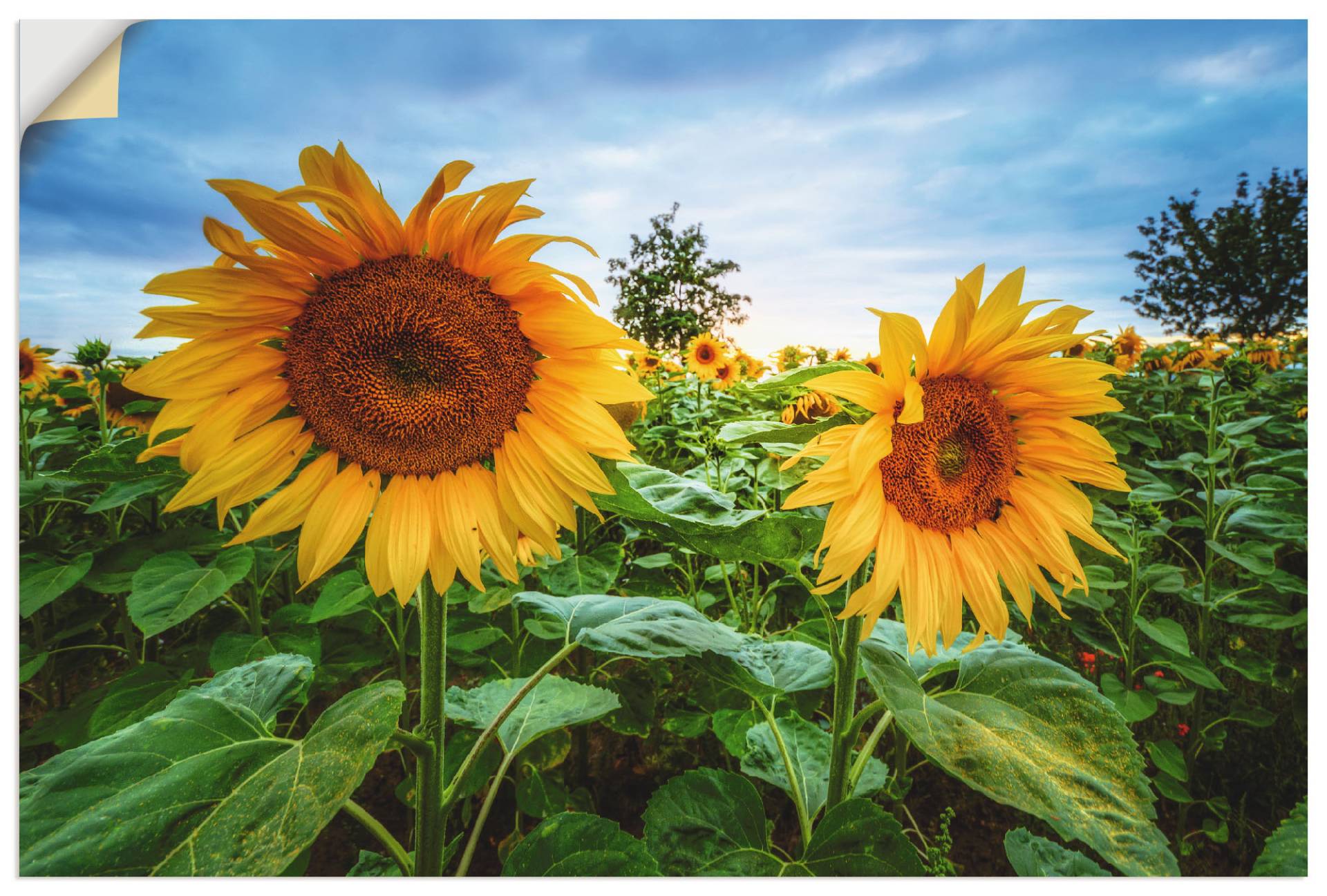 Artland Wandbild »Sonnenblumen I«, Blumen, (1 St.), als Alubild, Leinwandbild, Wandaufkleber oder Poster in versch. Grössen von Artland