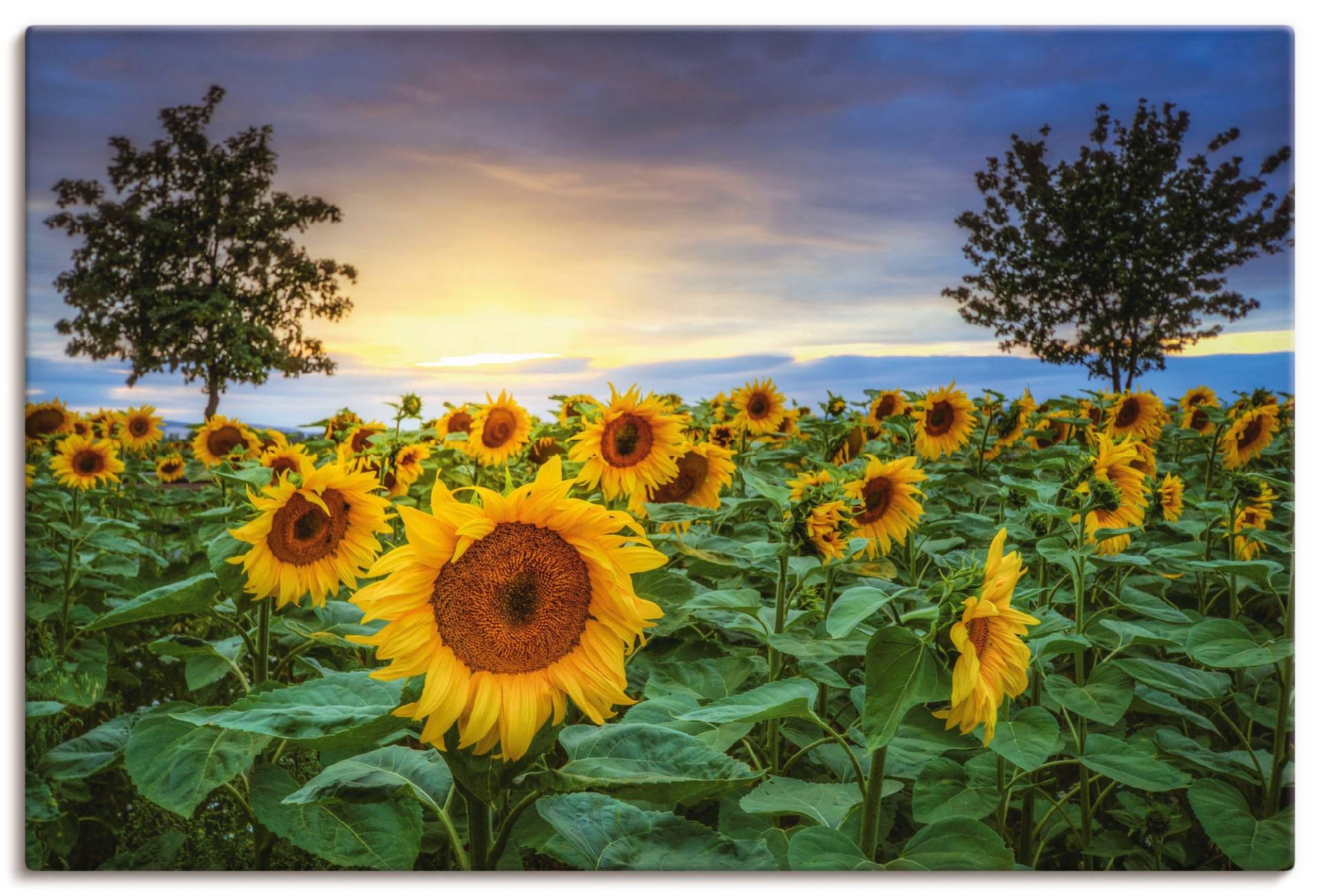 Artland Wandbild »Sonnenblumen IV«, Blumen, (1 St.), als Alubild, Leinwandbild, Wandaufkleber oder Poster in versch. Grössen von Artland