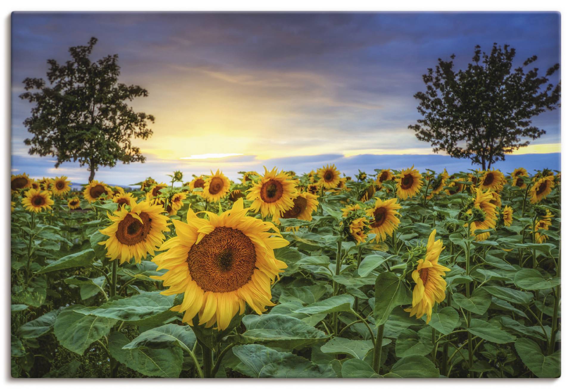 Artland Wandbild »Sonnenblumen IV«, Blumen, (1 St.), als Alubild, Leinwandbild, Wandaufkleber oder Poster in versch. Grössen von Artland