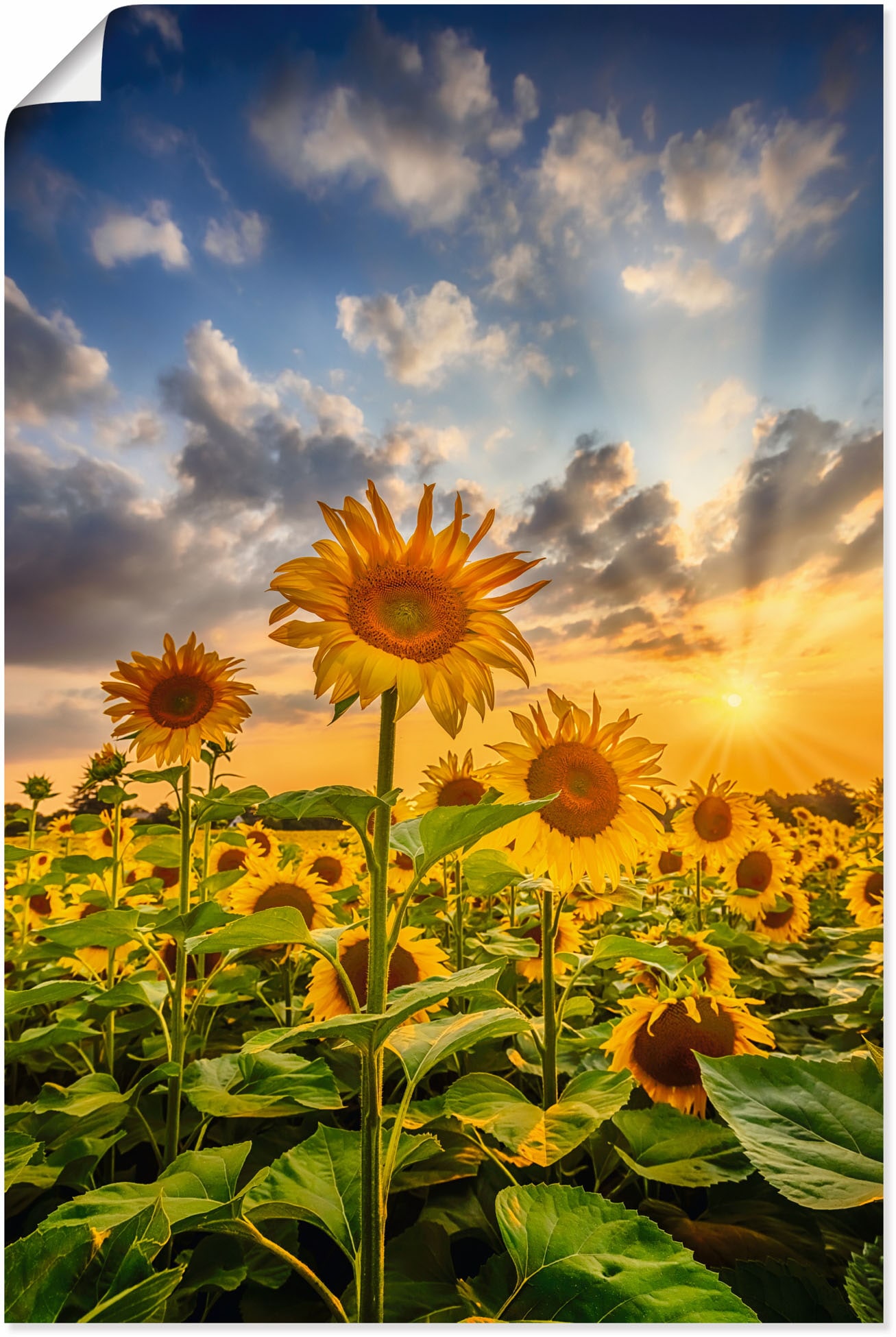 Artland Wandbild »Sonnenblumen im Sonnenuntergang«, Blumenbilder, (1 St.), als Leinwandbild, Poster in verschied. Grössen von Artland