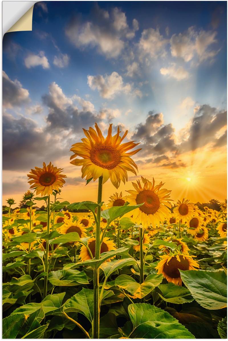 Artland Wandbild »Sonnenblumen im Sonnenuntergang«, Blumenbilder, (1 St.), als Leinwandbild, Poster in verschied. Grössen von Artland