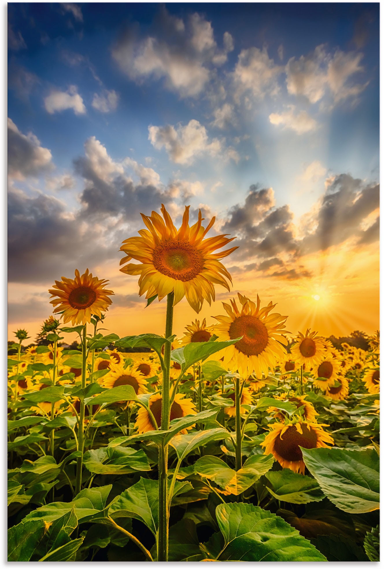 Artland Wandbild »Sonnenblumen im Sonnenuntergang«, Blumenbilder, (1 St.), als Leinwandbild, Poster in verschied. Grössen von Artland