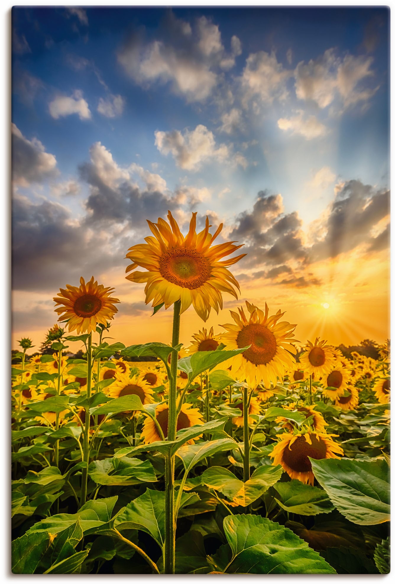 Artland Wandbild »Sonnenblumen im Sonnenuntergang«, Blumenbilder, (1 St.), als Leinwandbild, Poster in verschied. Grössen von Artland