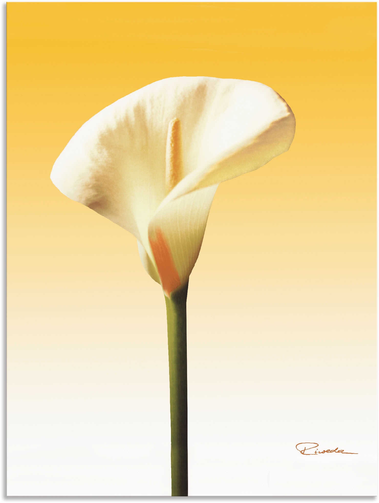 Artland Wandbild »Sonnenschein Calla II«, Blumenbilder, (1 St.), als Leinwandbild, Poster in verschied. Grössen von Artland