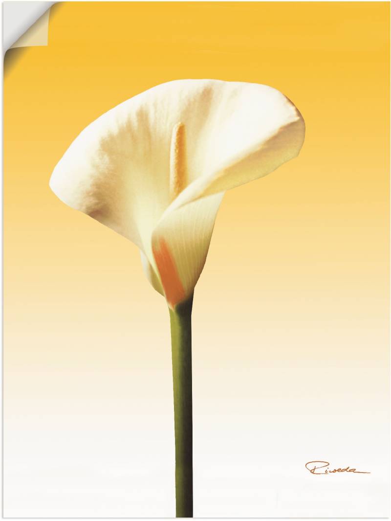 Artland Wandbild »Sonnenschein Calla II«, Blumenbilder, (1 St.), als Leinwandbild, Poster in verschied. Grössen von Artland