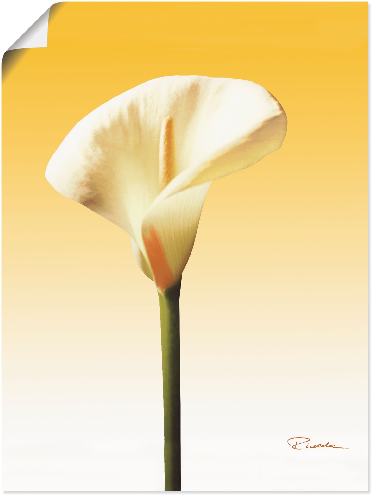 Artland Wandbild »Sonnenschein Calla II«, Blumenbilder, (1 St.), als Leinwandbild, Poster in verschied. Grössen von Artland