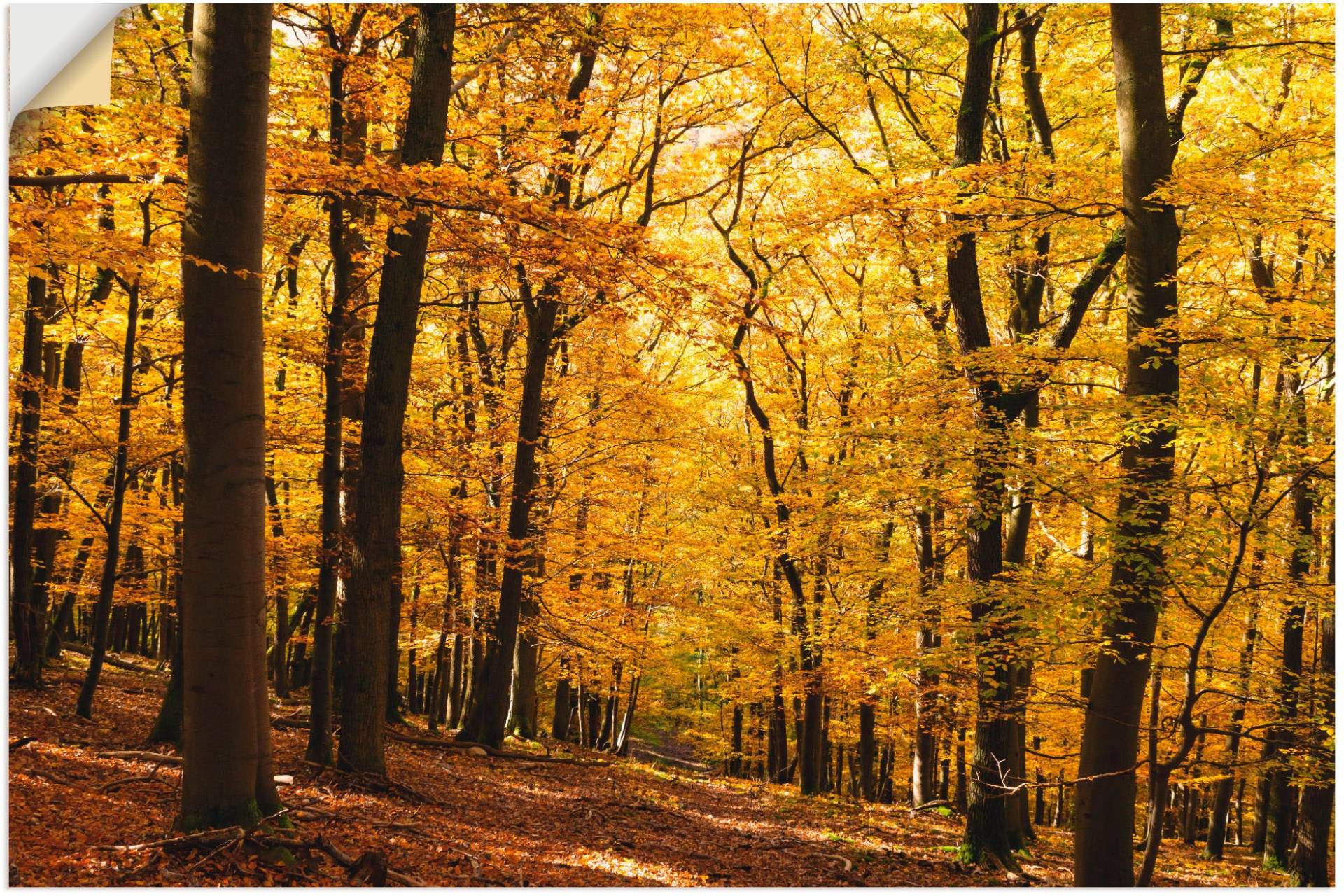 Artland Wandbild »Spaziergang im Herbstwald«, Wald, (1 St.), als Alubild, Outdoorbild, Leinwandbild, Poster in verschied. Grössen von Artland