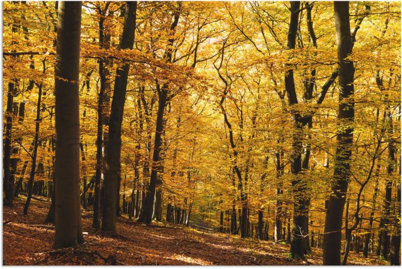 Artland Wandbild »Spaziergang im Herbstwald«, Wald, (1 St.), als Alubild, Outdoorbild, Leinwandbild, Poster in verschied. Grössen von Artland