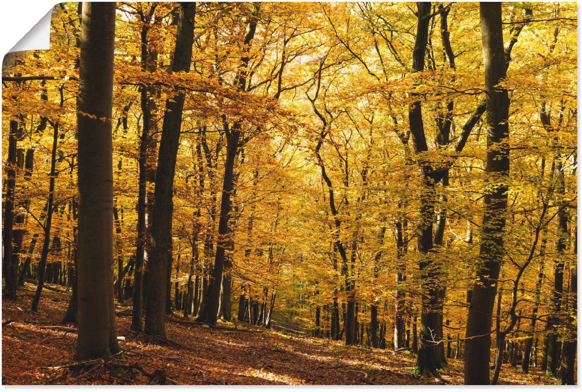 Artland Wandbild »Spaziergang im Herbstwald«, Wald, (1 St.), als Alubild, Outdoorbild, Leinwandbild, Poster in verschied. Grössen von Artland