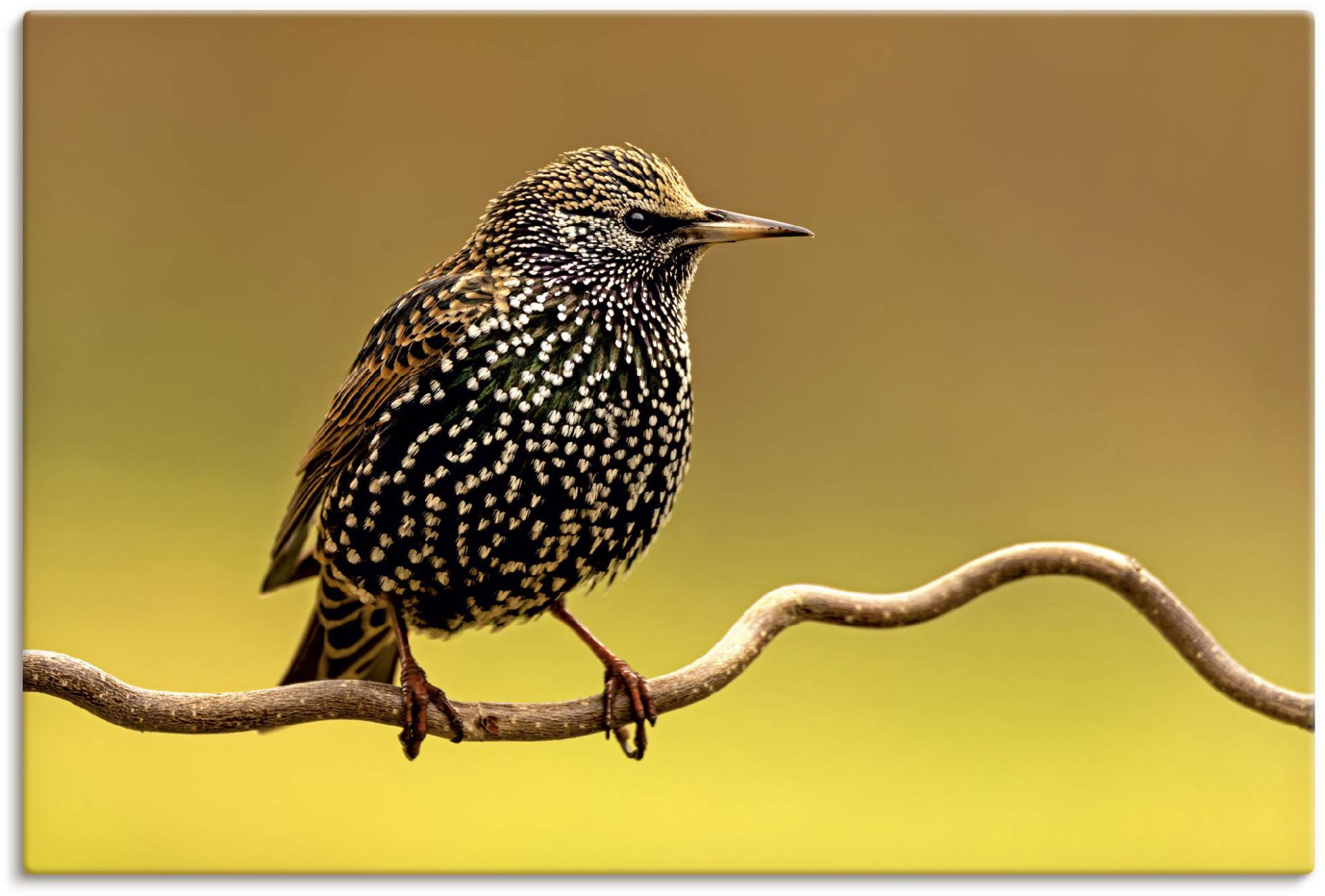 Artland Wandbild »Star«, Vogelbilder, (1 St.), als Leinwandbild, Poster in verschied. Grössen von Artland