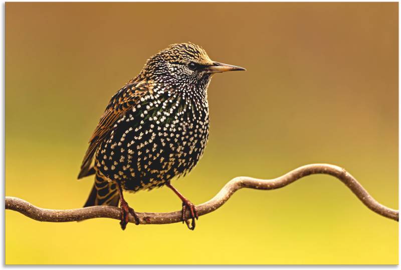 Artland Wandbild »Star«, Vogelbilder, (1 St.), als Leinwandbild, Poster in verschied. Grössen von Artland