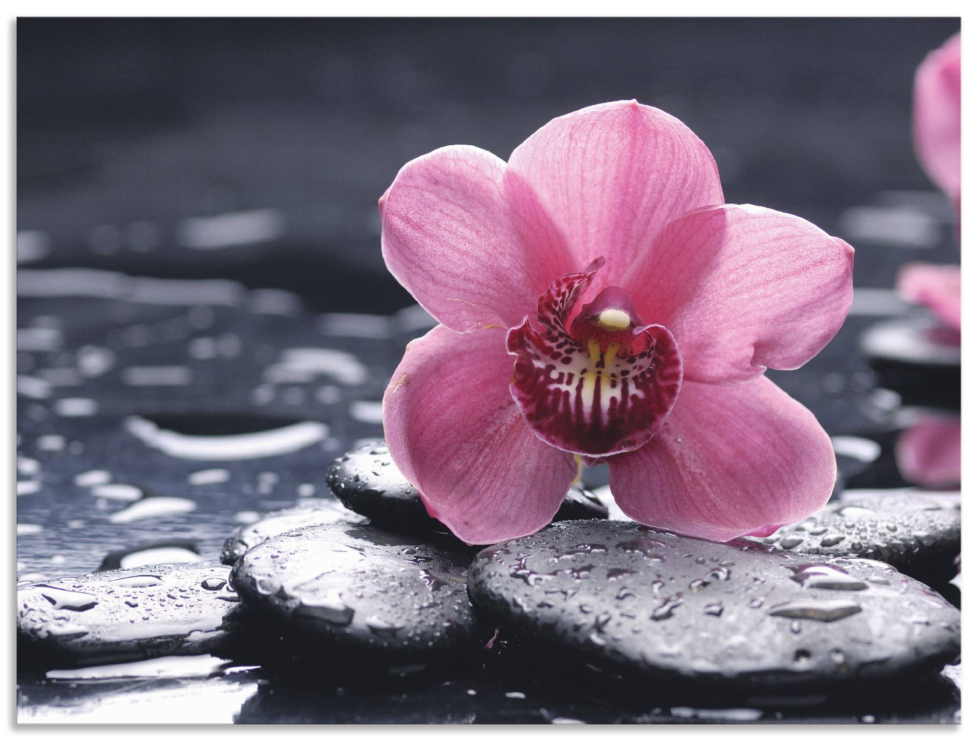 Artland Wandbild »Stillleben mit Kiesel und einer Orchidee«, Blumen, (1 St.), als Alubild, Outdoorbild, Leinwandbild, Poster, Wandaufkleber Artland Wandbild »Stillleben mit Kiesel und einer Orchidee«, Blumen, (1 St.), als Alubild, Outdoorbild, Leinwandbild, Poster, Wandaufkleber von Artland