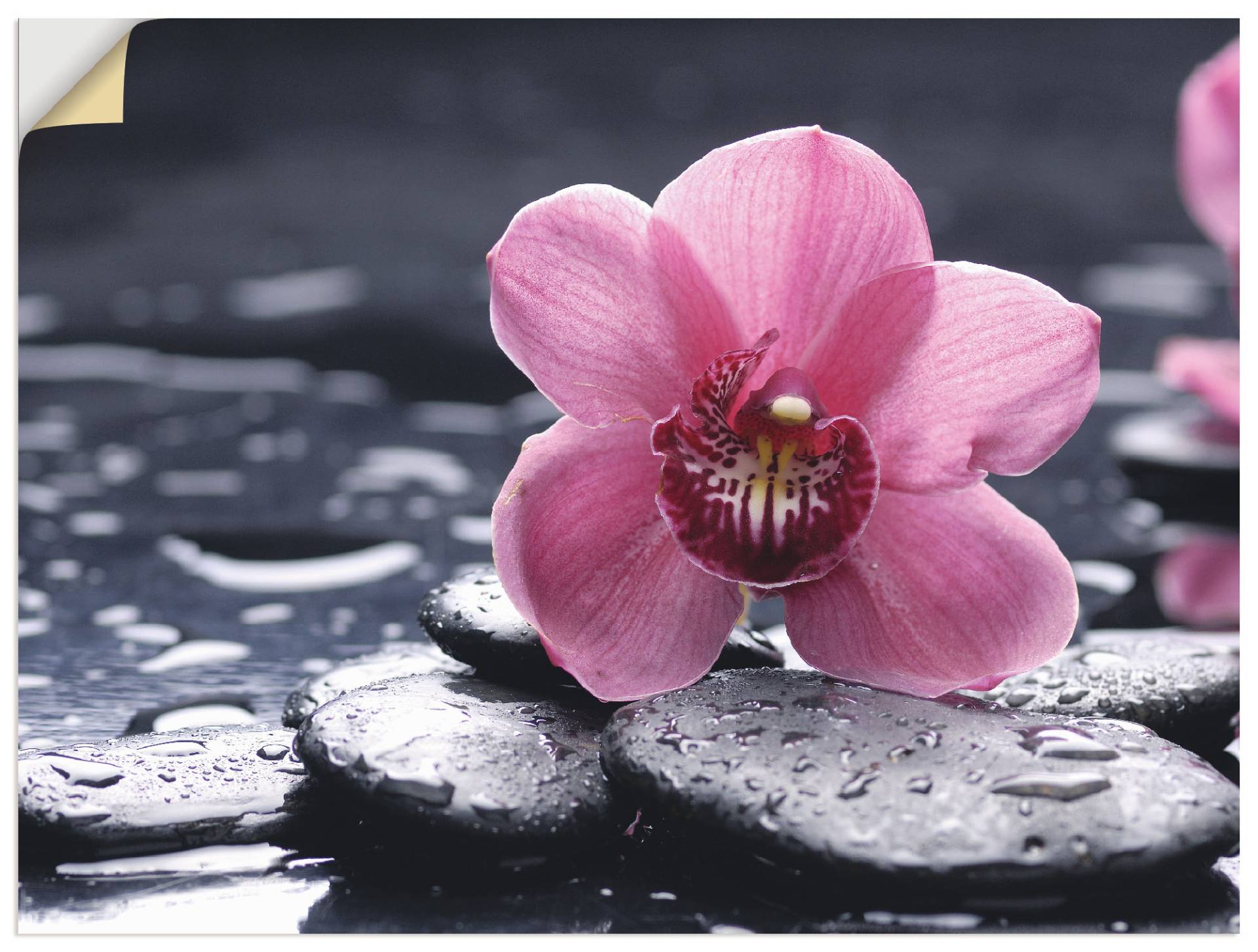 Artland Wandbild »Stillleben mit Kiesel und einer Orchidee«, Blumen, (1 St.), als Alubild, Outdoorbild, Leinwandbild, Poster, Wandaufkleber Artland Wandbild »Stillleben mit Kiesel und einer Orchidee«, Blumen, (1 St.), als Alubild, Outdoorbild, Leinwandbild, Poster, Wandaufkleber von Artland
