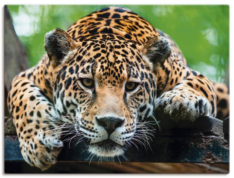 Artland Wandbild »Südamerikanischer Jaguar«, Wildtiere, (1 St.), als Alubild, Outdoorbild, Leinwandbild, Poster, Wandaufkleber von Artland