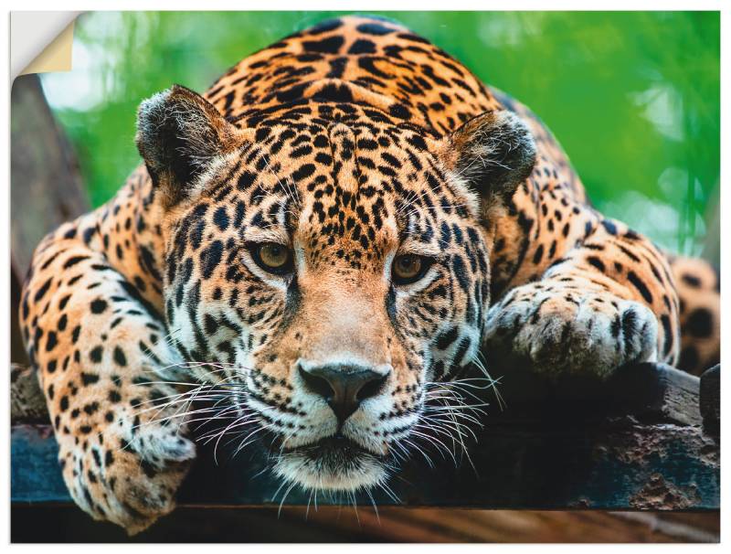 Artland Wandbild »Südamerikanischer Jaguar«, Wildtiere, (1 St.), als Alubild, Outdoorbild, Leinwandbild, Poster, Wandaufkleber von Artland