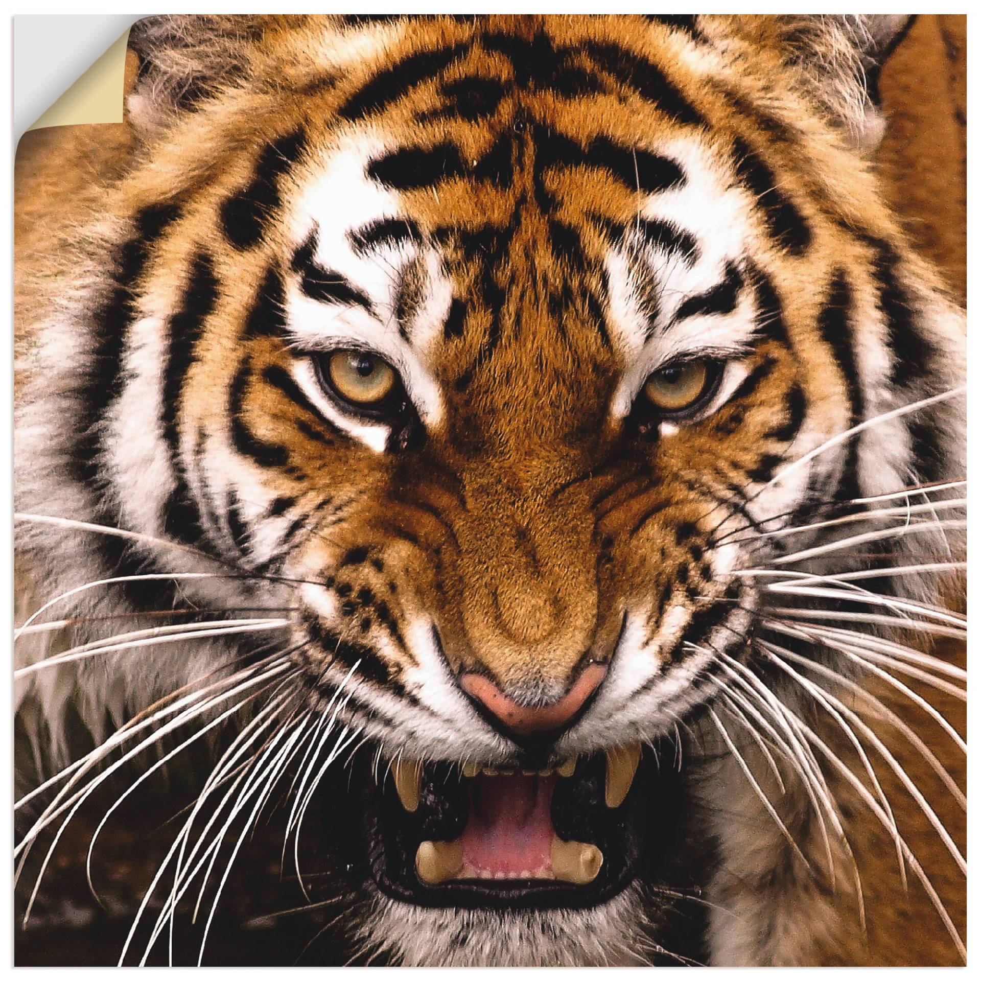 Artland Wandbild »Tiger Kopf«, Wildtiere, (1 St.), als Leinwandbild, Wandaufkleber in verschied. Grössen von Artland