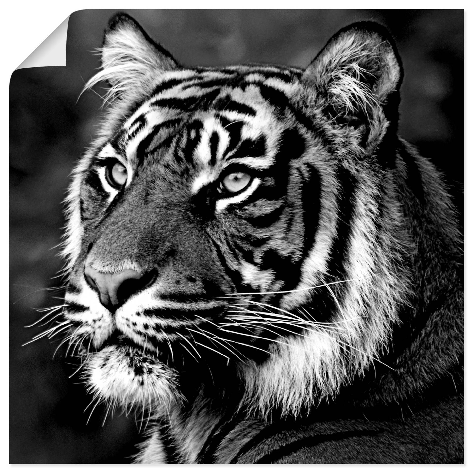 Artland Wandbild »Tiger«, Wildtiere, (1 St.), als Leinwandbild, Poster, Wandaufkleber in verschied. Grössen von Artland