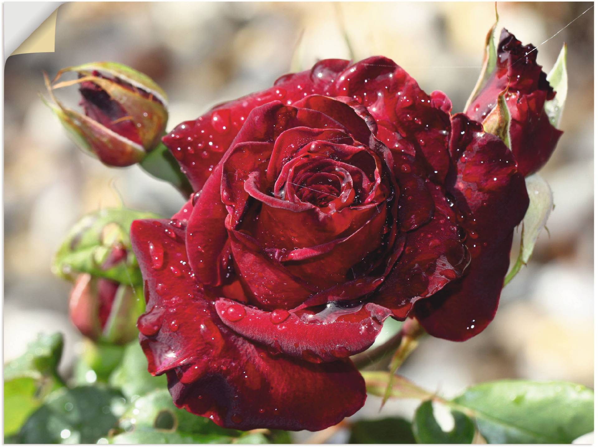 Artland Wandbild »Tröpfchenrose«, Blumen, (1 St.), als Leinwandbild, Poster, Wandaufkleber in verschied. Grössen von Artland