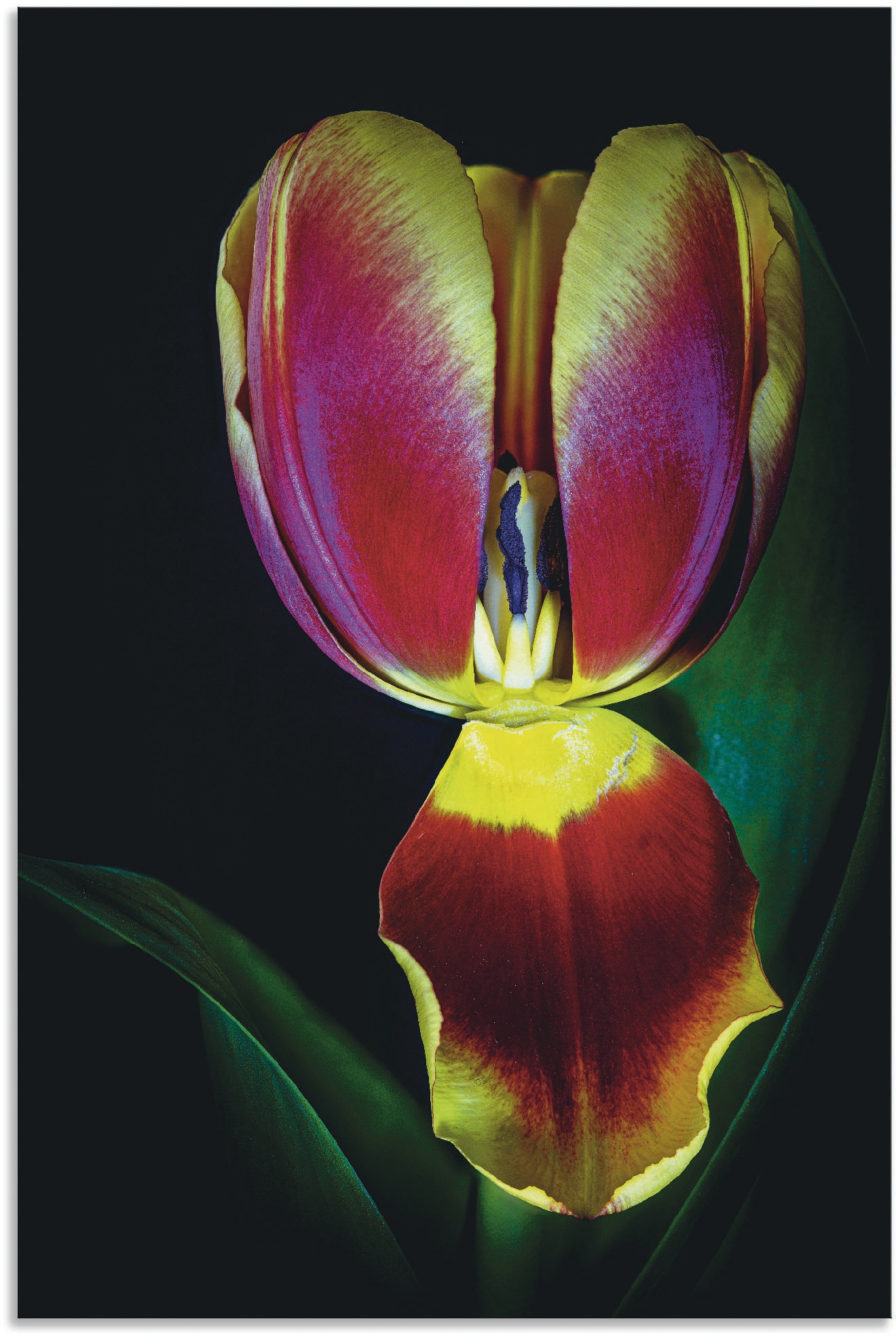 Artland Wandbild »Tulpenblüte«, Blumenbilder, (1 St.), als Alubild, Leinwandbild, Wandaufkleber oder Poster in versch. Grössen von Artland