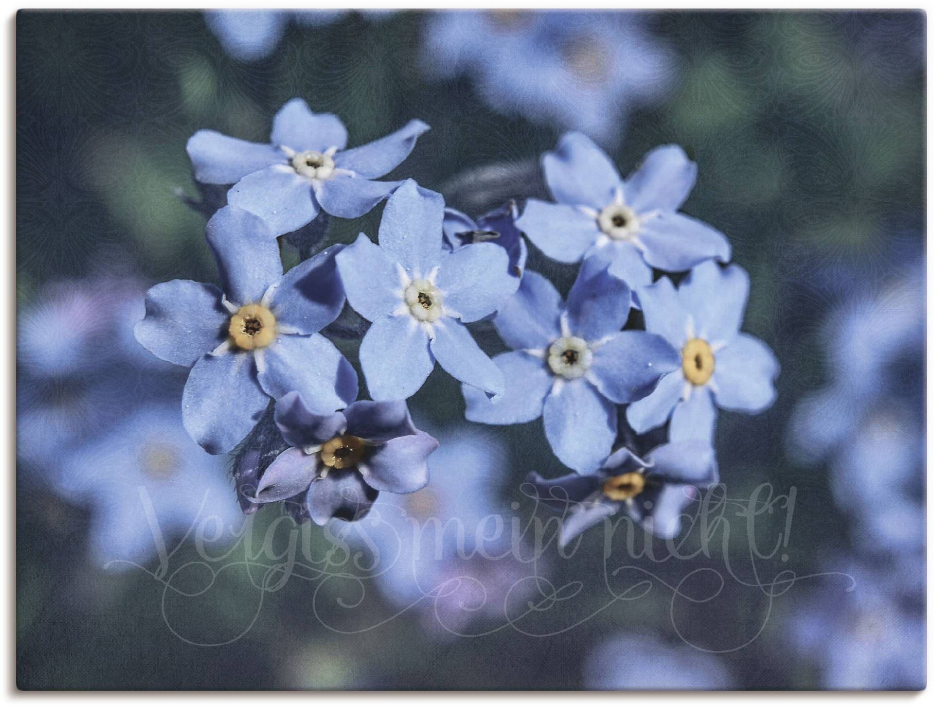 Artland Wandbild »Vergiss mein nicht«, Blumen, (1 St.), als Alubild, Leinwandbild, Wandaufkleber oder Poster in versch. Grössen von Artland