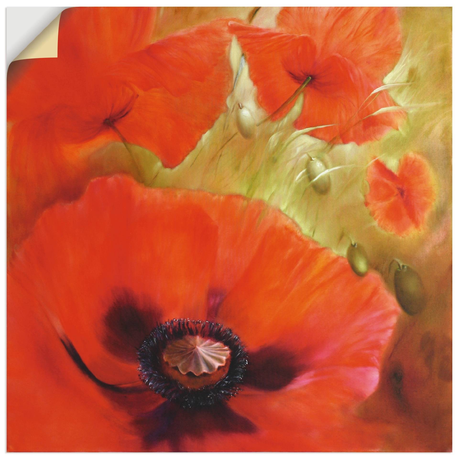 Artland Wandbild »Vier mal Mohn«, Blumen, (1 St.), als Alubild, Leinwandbild, Wandaufkleber oder Poster in versch. Grössen von Artland