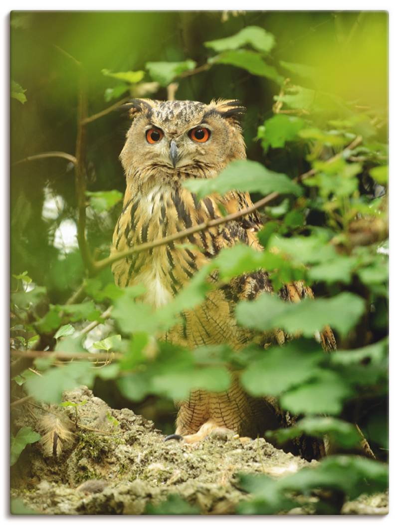 Artland Wandbild »Vogel Uhu«, Vögel, (1 St.), als Leinwandbild, Poster in verschied. Grössen von Artland