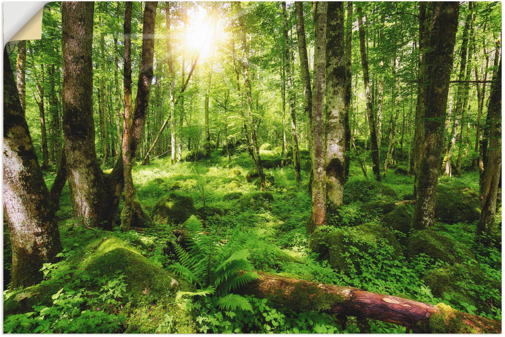 Artland Wandbild »Wald«, Wald, (1 St.), als Leinwandbild, Poster, Wandaufkleber in verschied. Grössen von Artland