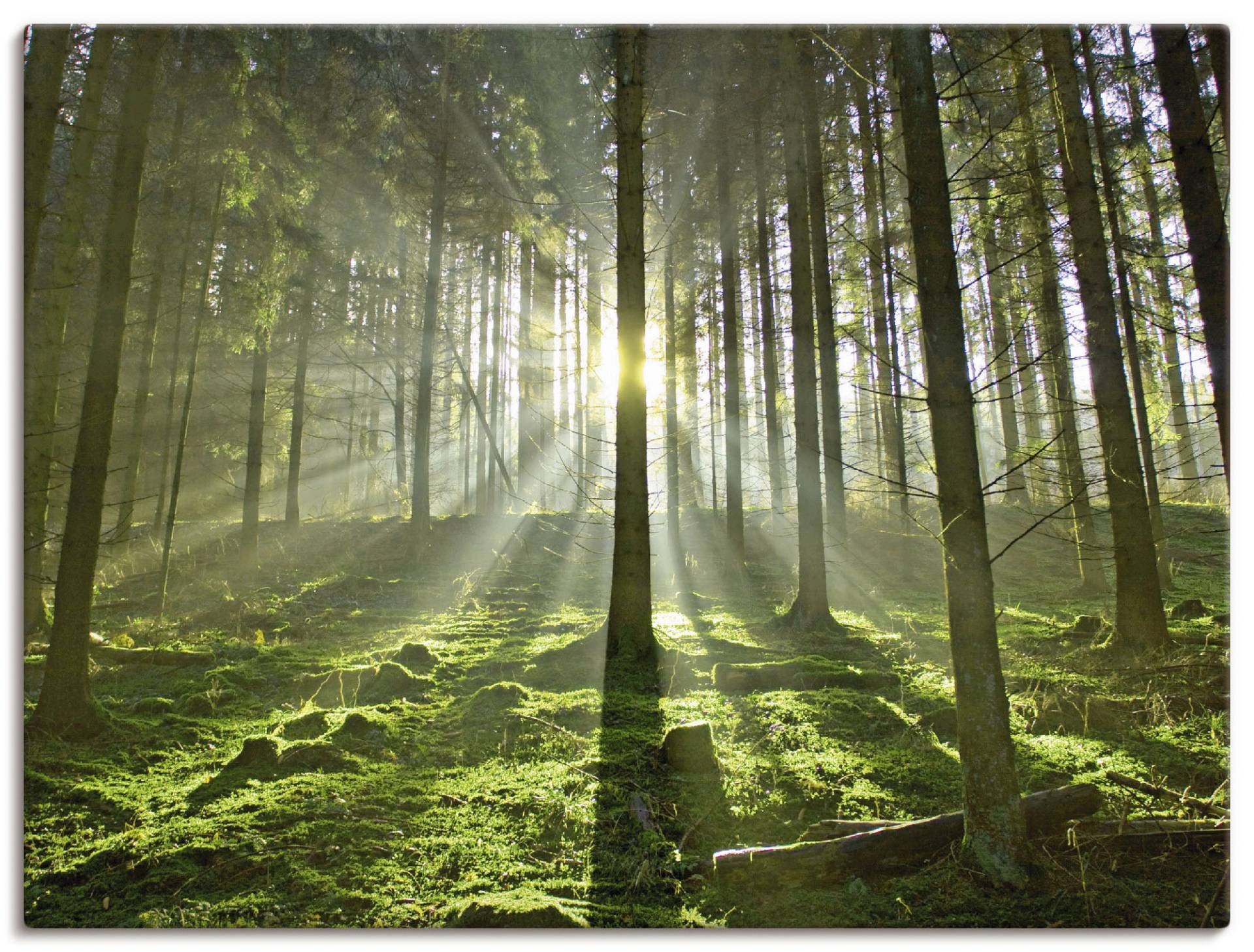 Artland Wandbild »Wald im Gegenlicht«, Wald, (1 St.), als Leinwandbild, Poster in verschied. Grössen von Artland