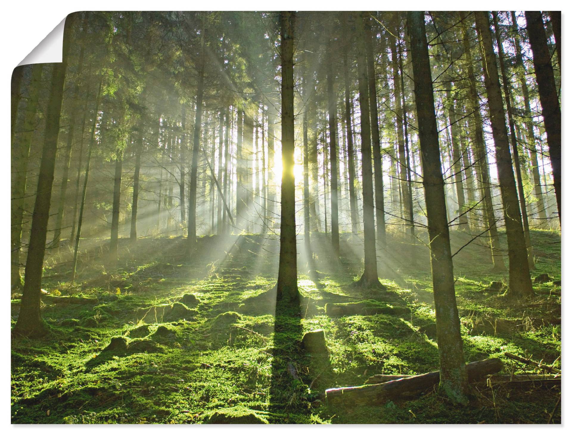 Artland Wandbild »Wald im Gegenlicht«, Wald, (1 St.), als Leinwandbild, Poster in verschied. Grössen von Artland