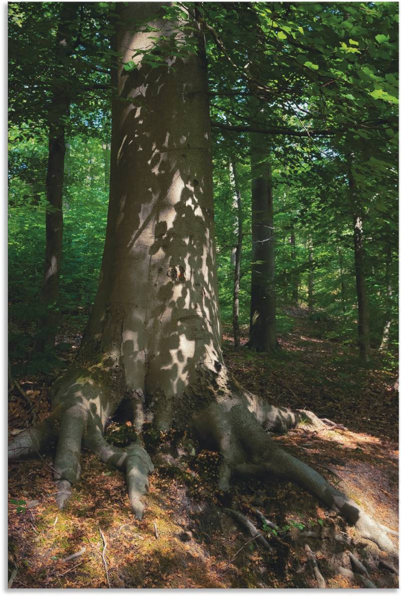 Artland Wandbild »Waldimpression«, Baumbilder, (1 St.), als Leinwandbild, Poster in verschied. Grössen von Artland