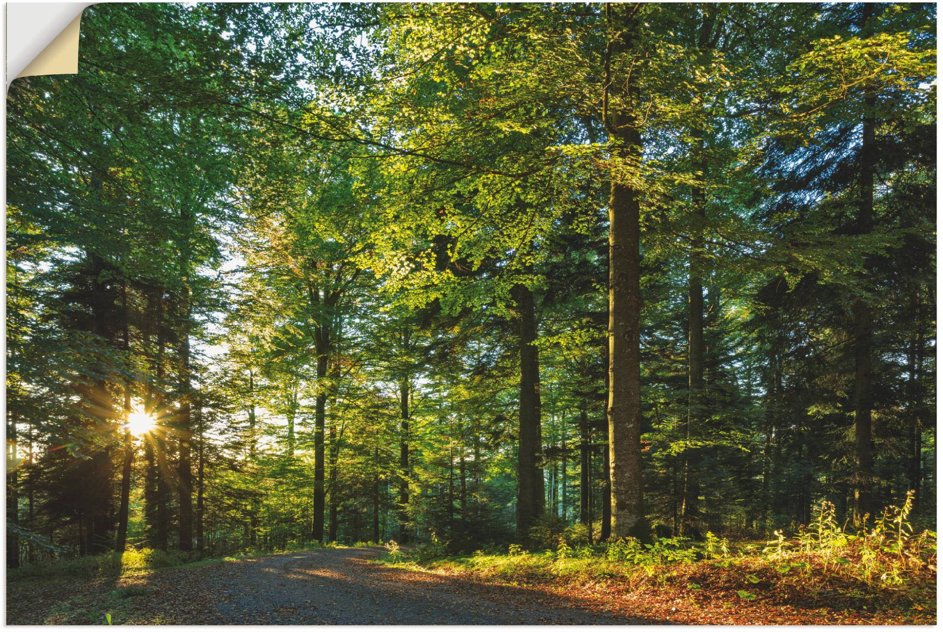 Artland Wandbild »Waldweg im Romantischen Schwarzwald«, Waldbilder, (1 St.), als Alubild, Outdoorbild, Leinwandbild, Wandaufkleber, versch. Grössen von Artland