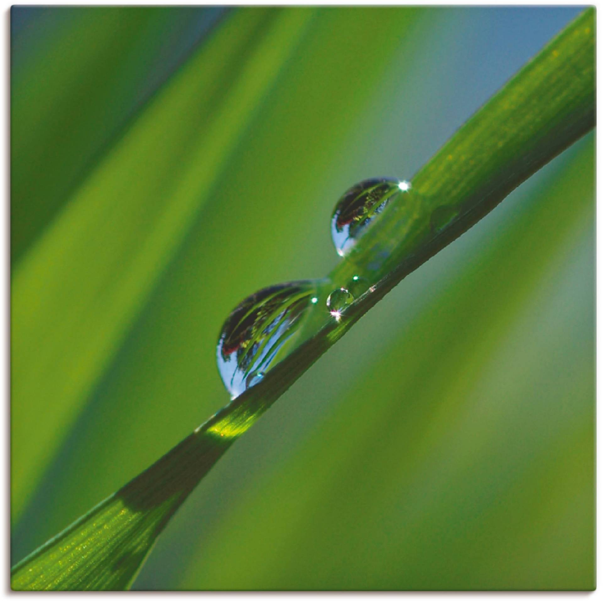 Artland Leinwandbild »Wassertropfen auf Grashalm«, Gräser, (1 St.), auf Keilrahmen gespannt von Artland