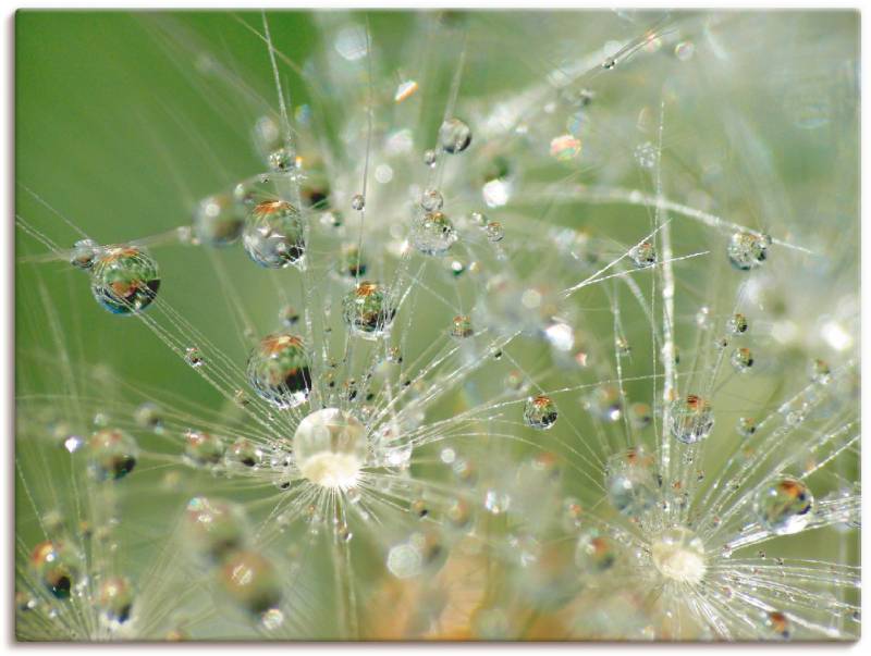 Artland Wandbild »Wassertropfen Pusteblume«, Blumen, (1 St.), als Leinwandbild, Wandaufkleber in verschied. Grössen von Artland