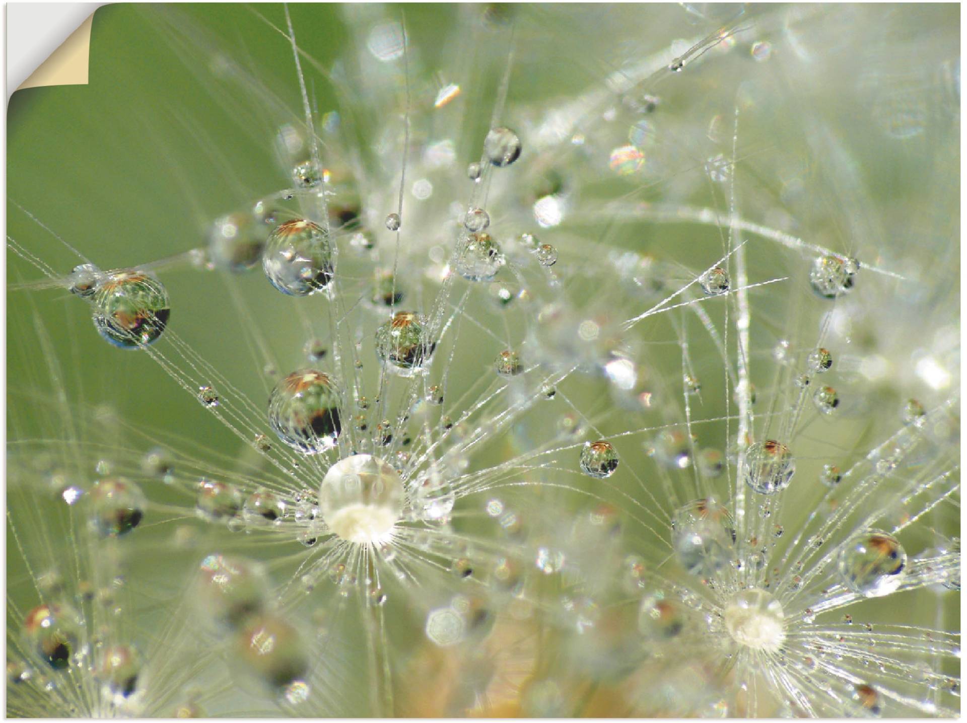 Artland Wandbild »Wassertropfen Pusteblume«, Blumen, (1 St.), als Leinwandbild, Wandaufkleber in verschied. Grössen von Artland