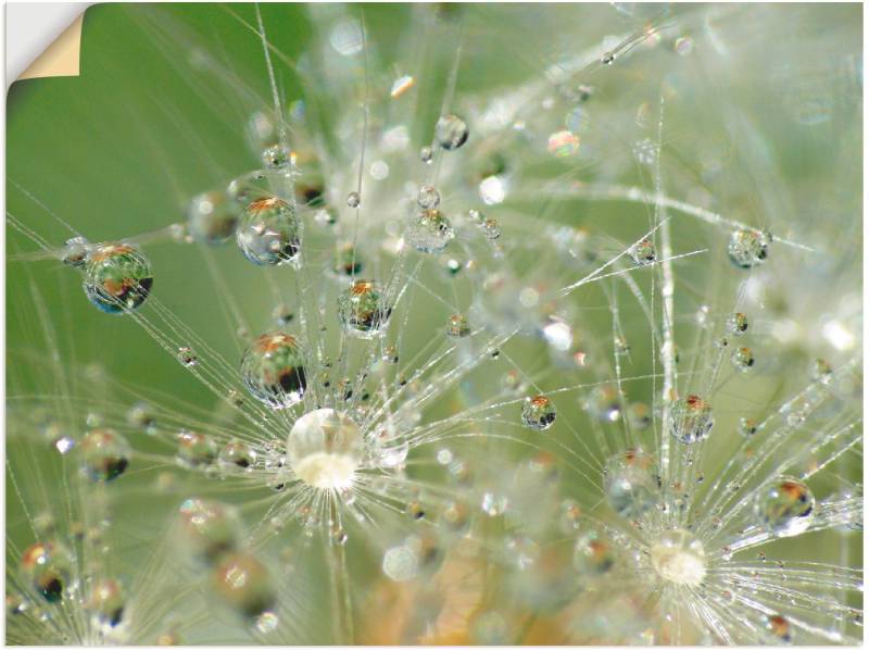 Artland Wandbild »Wassertropfen Pusteblume«, Blumen, (1 St.), als Leinwandbild, Wandaufkleber in verschied. Grössen von Artland