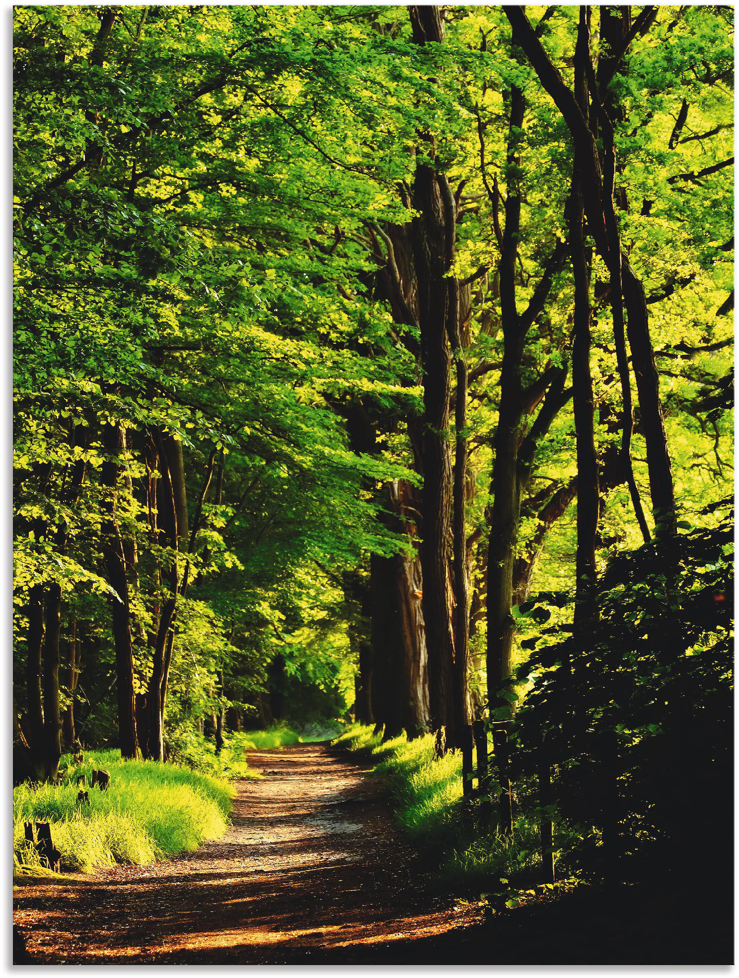 Artland Wandbild »Weg im Wald«, Wald, (1 St.), als Alubild, Outdoorbild, Leinwandbild, Poster in verschied. Grössen von Artland