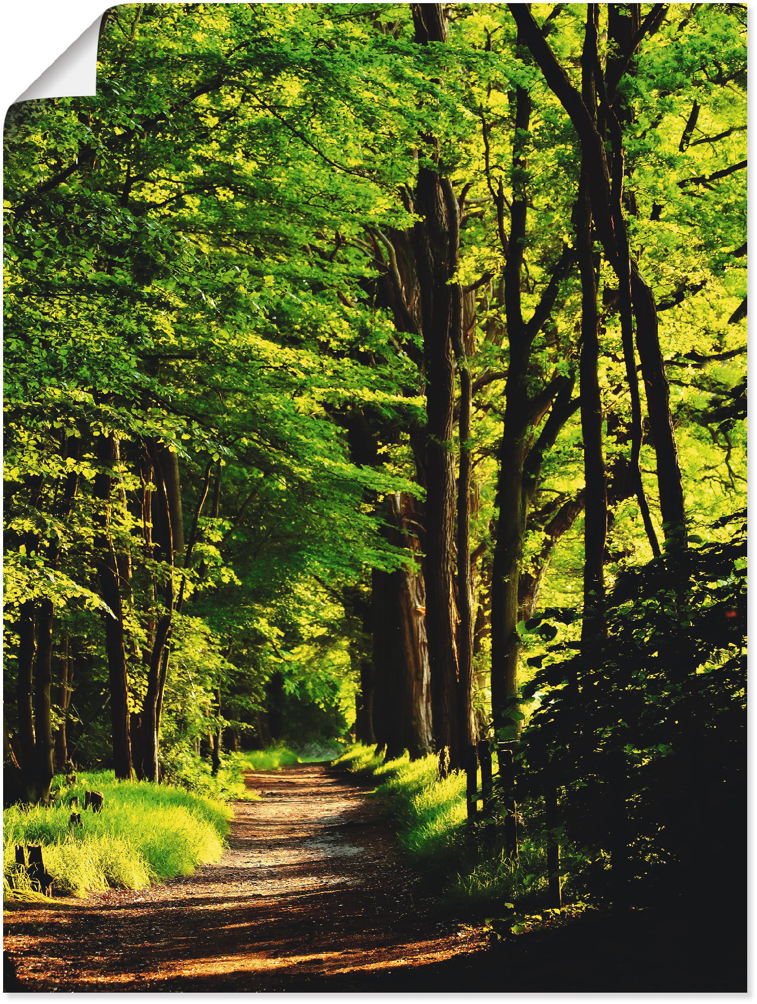 Artland Wandbild »Weg im Wald«, Wald, (1 St.), als Alubild, Outdoorbild, Leinwandbild, Poster in verschied. Grössen von Artland