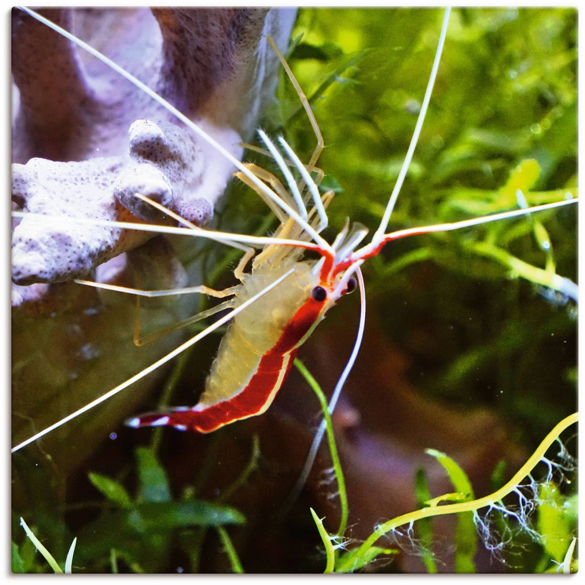 Artland Wandbild »Weissbandputzergarnele«, Wassertiere, (1 St.), als Alubild, Leinwandbild, Wandaufkleber oder Poster in versch. Grössen von Artland