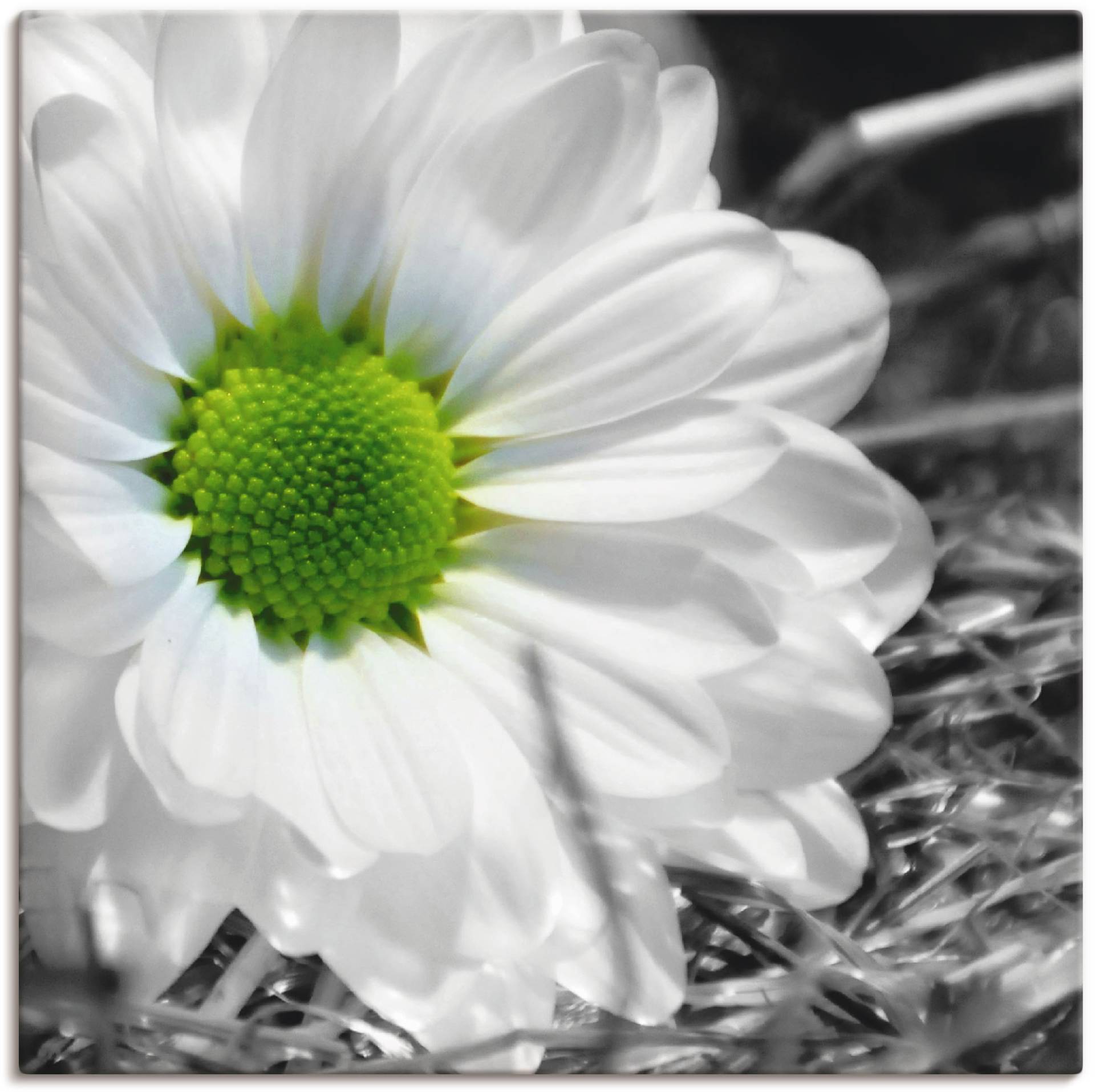 Artland Wandbild »Weisse Blume«, Blumen, (1 St.), als Leinwandbild, Wandaufkleber in verschied. Grössen von Artland