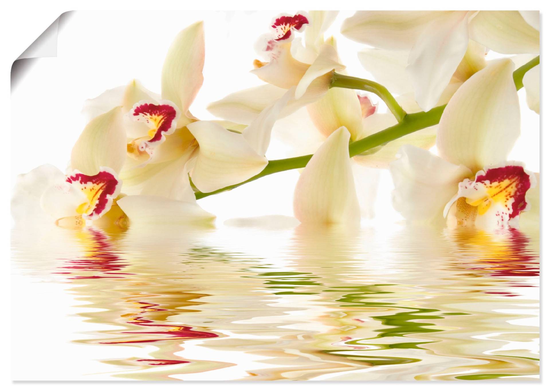 Artland Wandbild »Weisse Orchidee mit Wasserreflektion«, Blumen, (1 St.), als Leinwandbild, Poster in verschied. Grössen von Artland