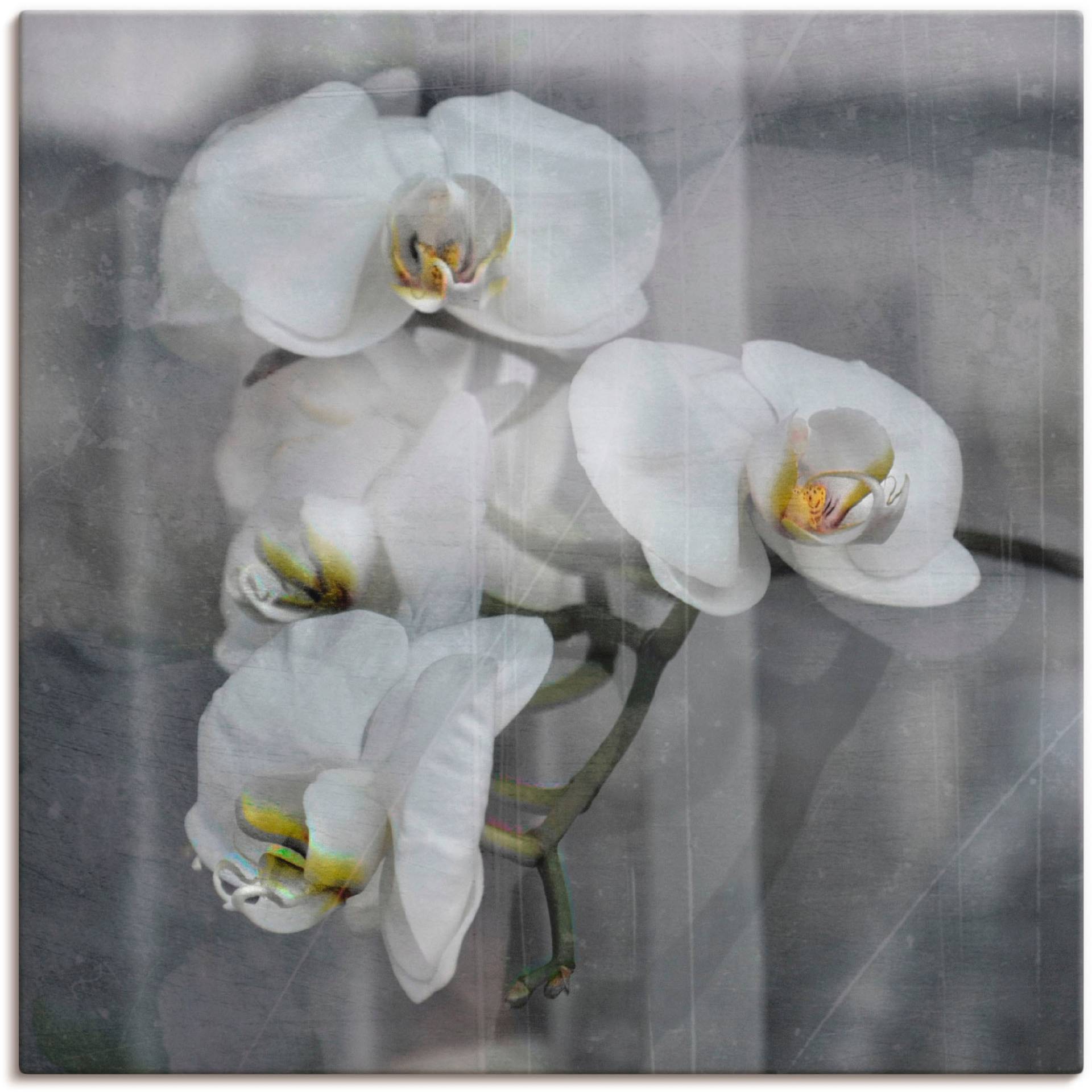 Artland Wandbild »Weisse Orchideen - white Orchid«, Blumen, (1 St.), als Leinwandbild, Wandaufkleber in verschied. Grössen Artland Wandbild »Weisse Orchideen - white Orchid«, Blumen, (1 St.), als Leinwandbild, Wandaufkleber in verschied. Grössen von Artland